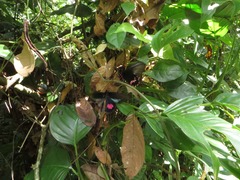 Papilionidae