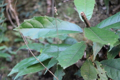 Meliosma fordii
