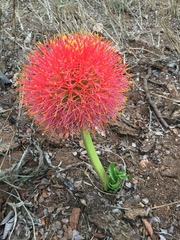 Scadoxus multiflorus multiflorus