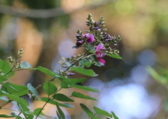 Lespedeza thunbergii