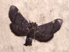 Hypsopygia pernigralis