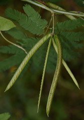 Desmanthus pernambucanus