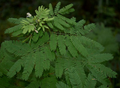 Desmanthus pernambucanus