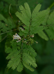 Desmanthus pernambucanus