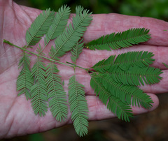 Desmanthus pernambucanus
