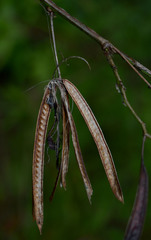 Desmanthus pernambucanus