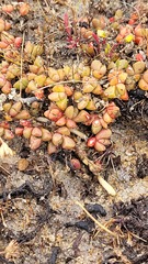 Disphyma dunsdonii