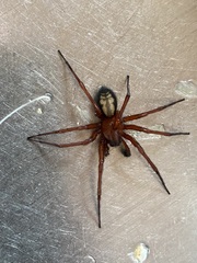 Callobius severus