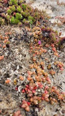 Disphyma dunsdonii