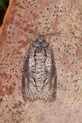 Culama australis