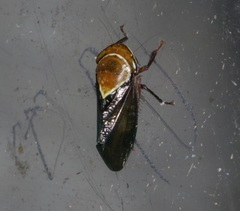 Drabescus