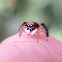 Maratus watagansi