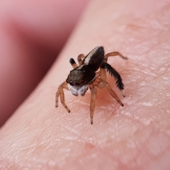 Maratus watagansi