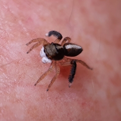 Maratus watagansi