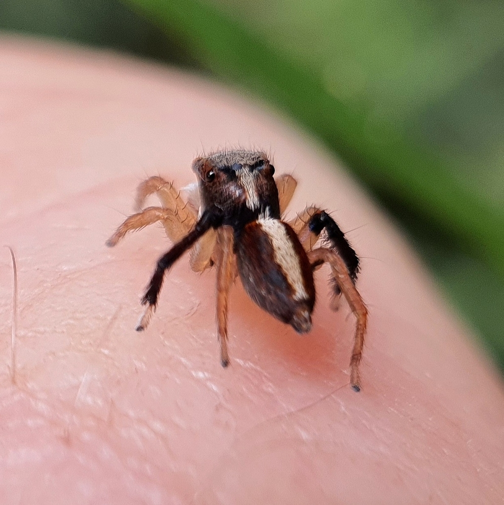 Rainforest Peacock Spider