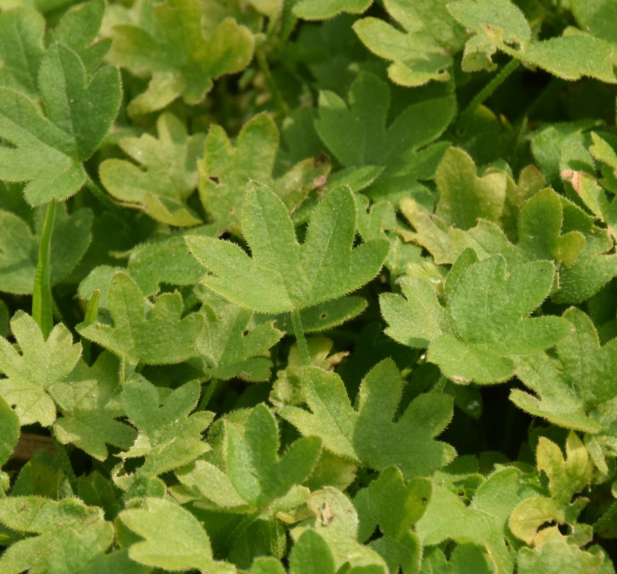 Bowlesia incana