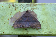 Ischyja inferna