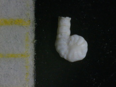 Peneroplis