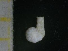 Peneroplis