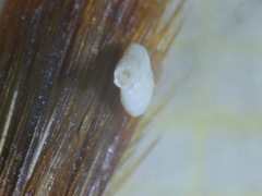 Peneroplis