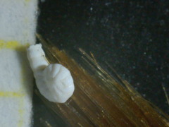 Peneroplis