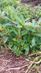 Phytolacca bogotensis