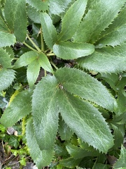 Helleborus lividus