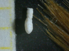 Peneroplis