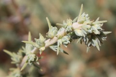 Camphorosma monspeliaca