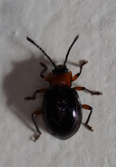 Encymon immaculatus