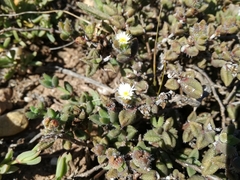 Delosperma echinatum