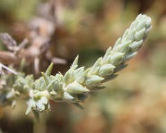 Camphorosma monspeliaca