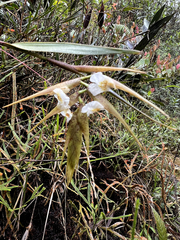 Elleanthus lancifolius