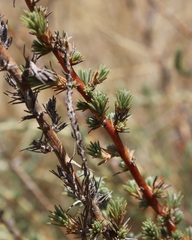 Camphorosma monspeliaca