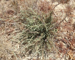 Camphorosma monspeliaca