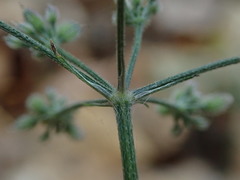 Torilis japonica