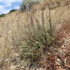 Camphorosma monspeliaca