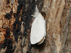 Trichiocercus mesomelas