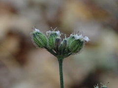 Torilis japonica