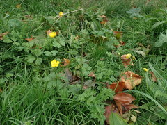 Ranunculus acris