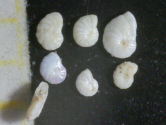 Peneroplis