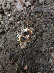 Arthurdendyus triangulatus