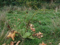 Rumex obtusifolius