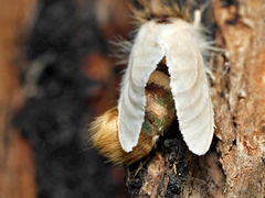 Trichiocercus mesomelas