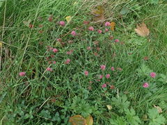 Trifolium pratense