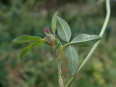 Trifolium pratense