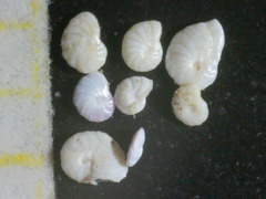Peneroplis
