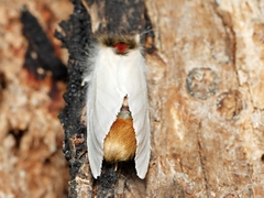 Trichiocercus mesomelas