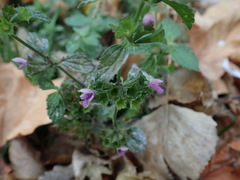Ballota nigra