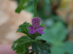 Ballota nigra